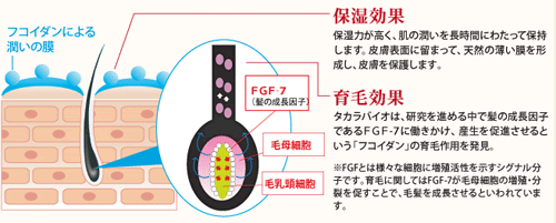 生髪力EX